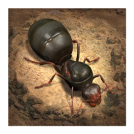 The Ants The Ants Game apk latest version for Android Phone Download
