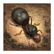 down The Ants