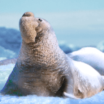 down The Seal Elephant(Unlimited Money)
