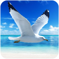 down The Seagull(No Ads)