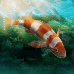 down Aquarium Designer(Unlimited Money)